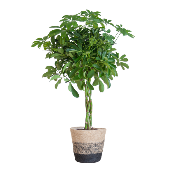 Schefflera Arab Nora met Mand Lissabon zwart - ↕70cm - Ø21cm