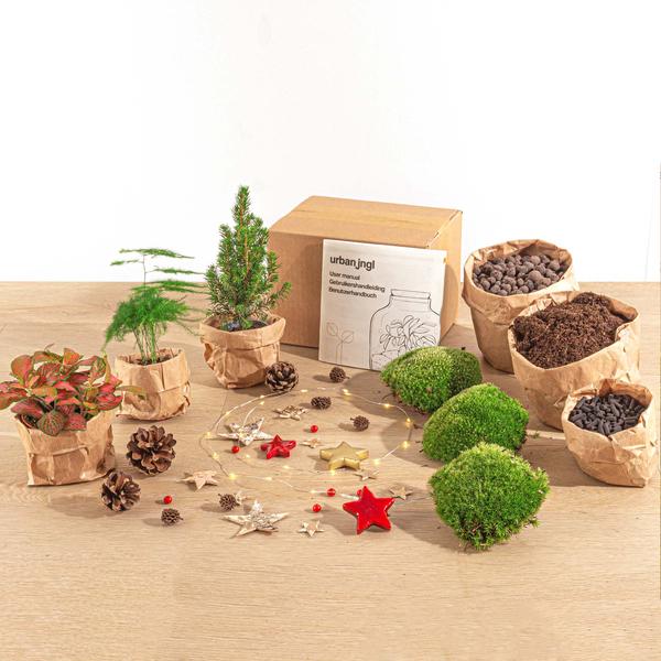 Planten terrarium pakket - Mini-kerstboom - 3 planten -  Navulling & Startpakket - DIY Christmas