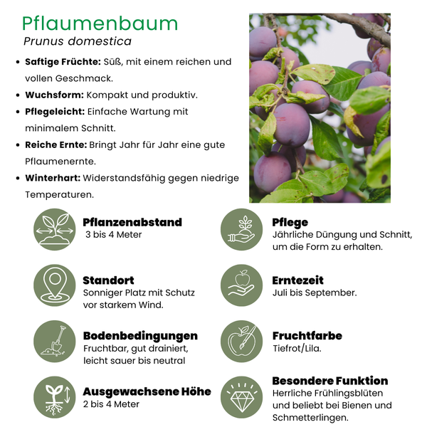 Biologische Pruimenboom Prunus Domestica - 1x - ↕60cm - Ø20cm