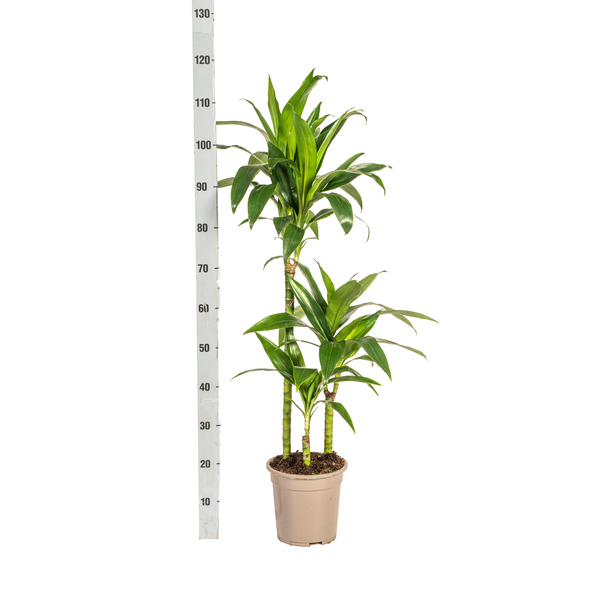 Dracaena Deremensis Lisa Ø21cm - ↕100cm