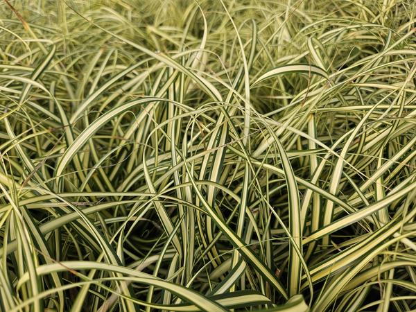 Carex oshim. 'Evergold'  - ↕10-25cm - Ø9cm - 6x