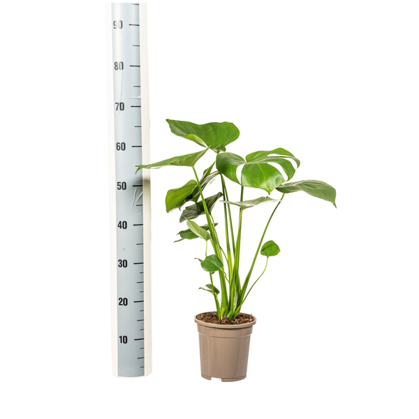 Monstera Deliciosa Tauerii - ↕60cm - Ø17cm