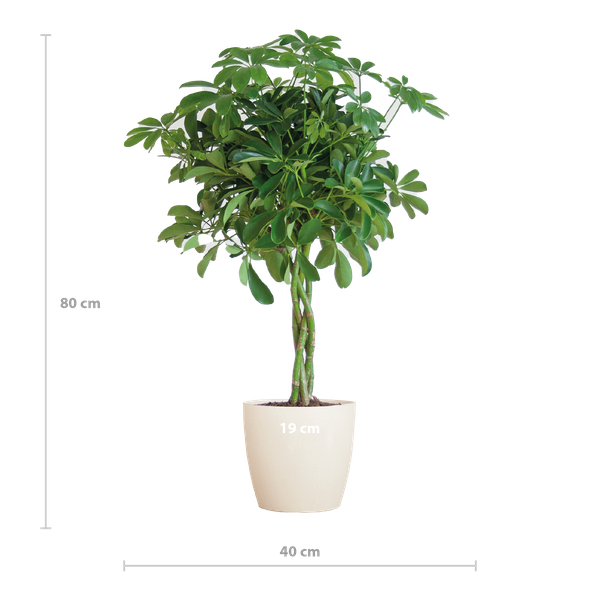 Schefflera Arab Nora met plantenpot Viber wit  - ↕70cm - Ø21