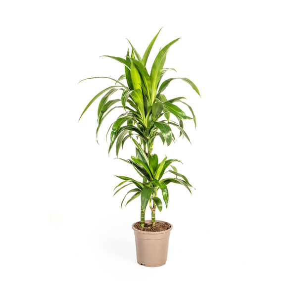 Dracaena Deremensis Lisa Ø19cm - ↕80cm