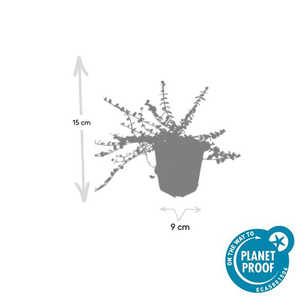 Euonymus fort. 'Minimus' - ↕10-25cm - Ø9cm - 6x