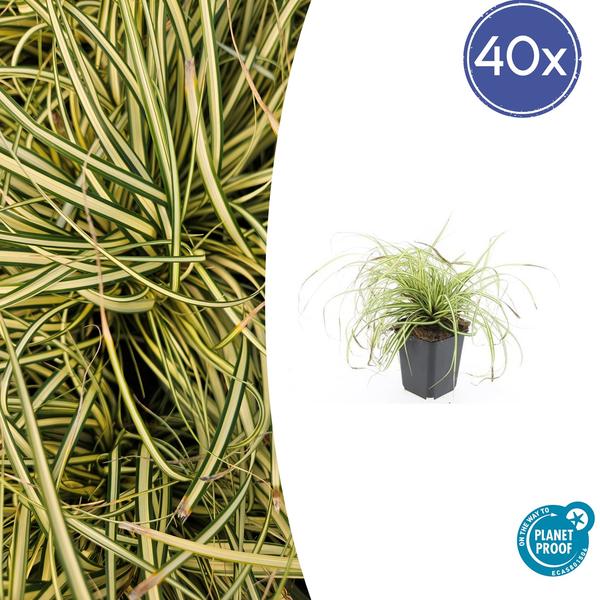 Carex oshim. 'Evergold'  - ↕10-25cm - Ø9cm - 40x