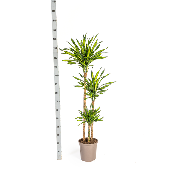 Dracaena Deremensis Rikki Ø24cm - ↕140cm