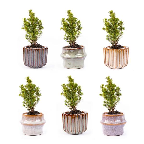 Mini kerstboom set 6 - Inclusief pot set Barcelona