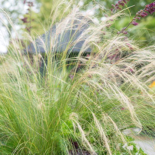 Stipa tenuissima 'Ponytails' - ↕10-25cm - Ø9cm - 6x