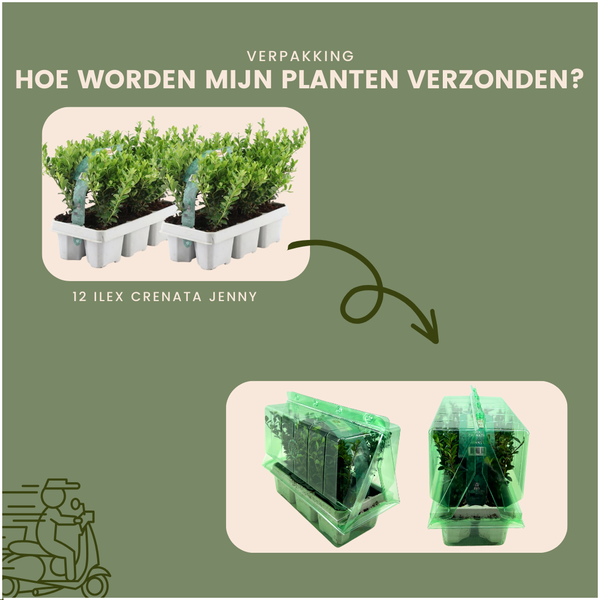 12x Ilex crenata 'Jenny' - 12 x Ø7 cm - ↕15 cm - 6 pack