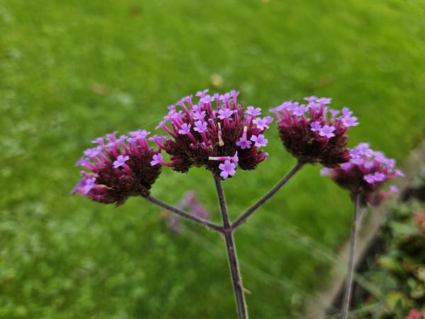 Verbena bonariensis - ↕10-25cm - Ø9cm - 6x