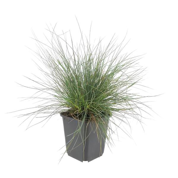 Festuca glauca 'Elijah Bleu' - ↕10-25cm - Ø9cm  - 6x