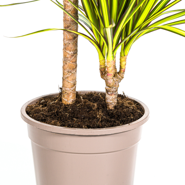 Dracaena Marginata Sunray Ø19cm - ↕80-100cm