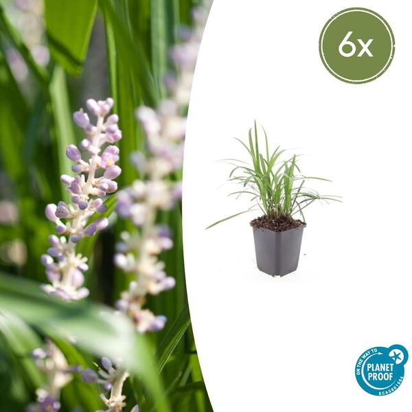 Liriope muscari 'Moneymaker' - ↕10-25cm - Ø9cm - 6x