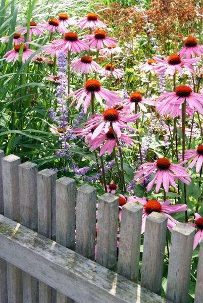 Echinacea p. 'Magnus' - ↕10-25cm - Ø9cm - 12x