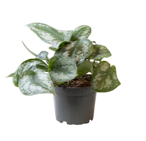 Philodendron Scandens Pictus - Ø12cm - ↕22cm