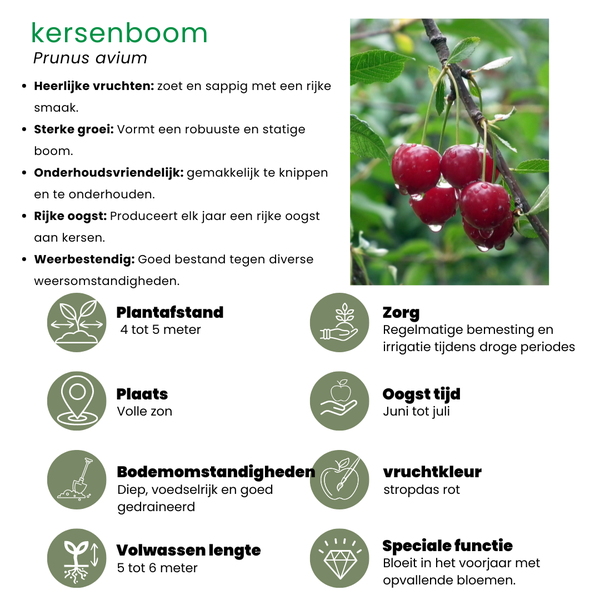 Biologische Fruitbomen set van 4 - Appel, Peer, Kers en Pruim - ↕60cm - Ø20cm