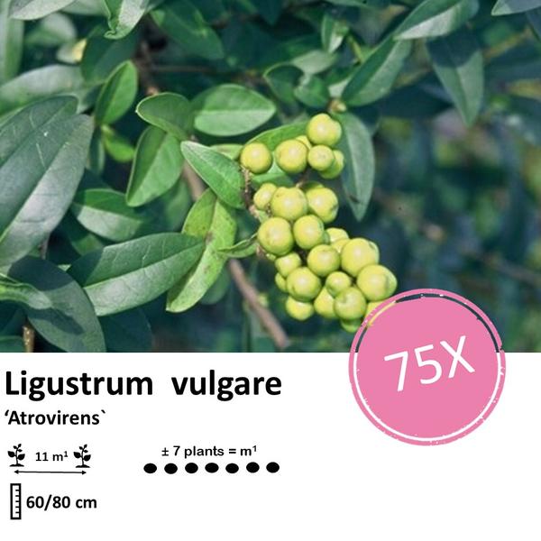 Ligustrum vulgare 'Atrovirens` - blote wortel - 60/80 - 75x