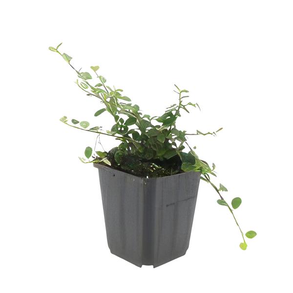 Cotoneaster pr. 'Streib's Findling' - ↕25cm - Ø9cm  - 6x