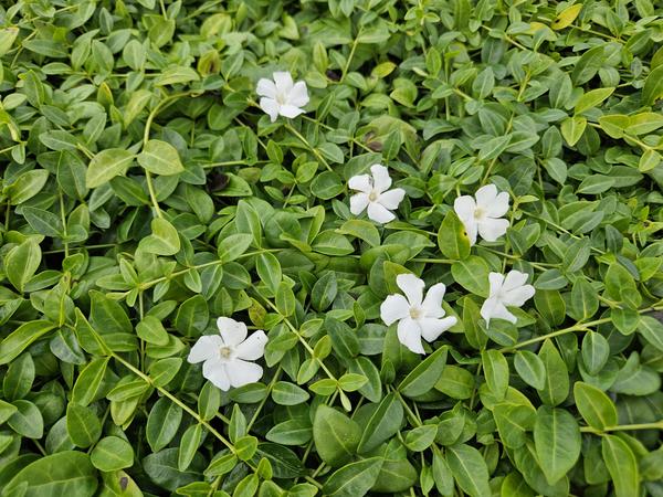 Vinca minor 'Gertrude Jekyll' - ↕10-25cm - Ø9cm - 40x