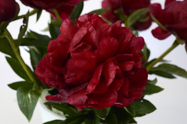 Pioenrozen - Paeonia 'Henry' - 4x