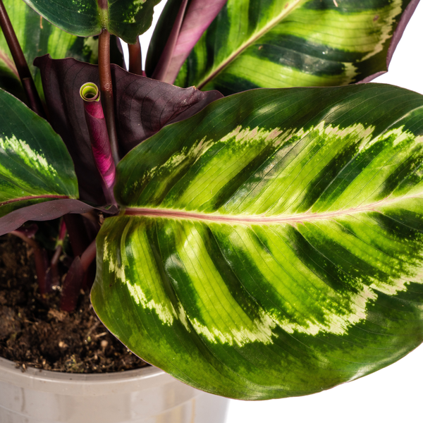 Calathea Roseopicta Ø17cm - ↕45cm