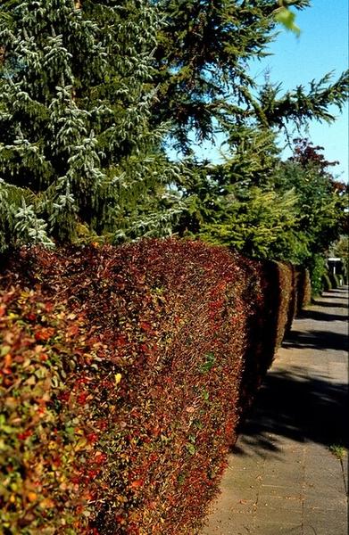 Berberis thunbergii 'Atropurpurea' -  ↕30-50cm - blote wortel - 50x