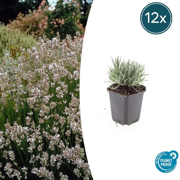 Lavandula int. 'Edelweiss' - ↕10-25cm - Ø9cm - 12x