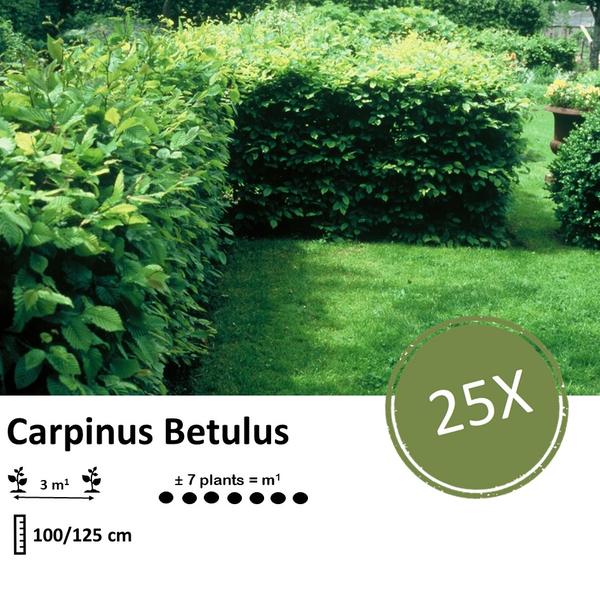 Carpinus Betulus - blote wortel - 100/125 - 25x