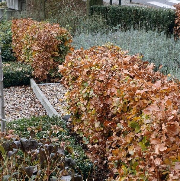 Fagus sylvatica  - Blote wortel - 80/100 - 25x