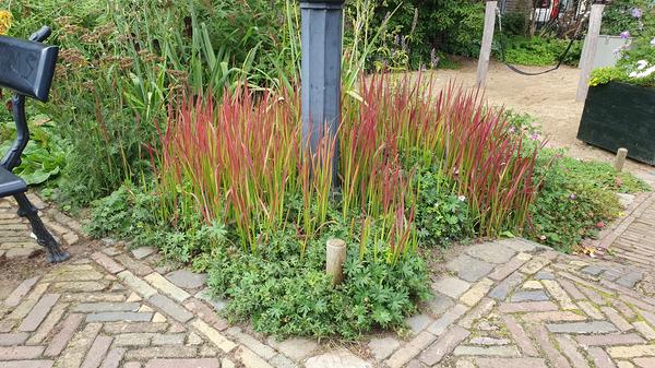 Imperata cylindrica 'Red Baron' - ↕10-25cm - Ø9cm - 40x