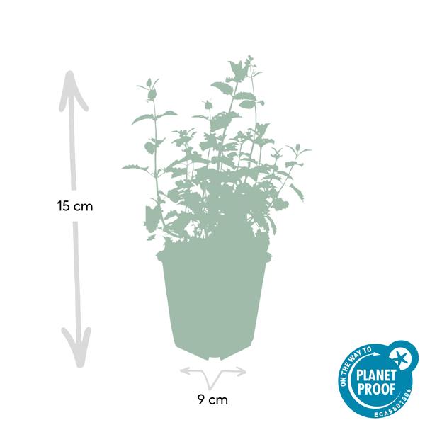 Nepeta 'Six Hills Giant' - ↕25cm - Ø9cm  - 6x