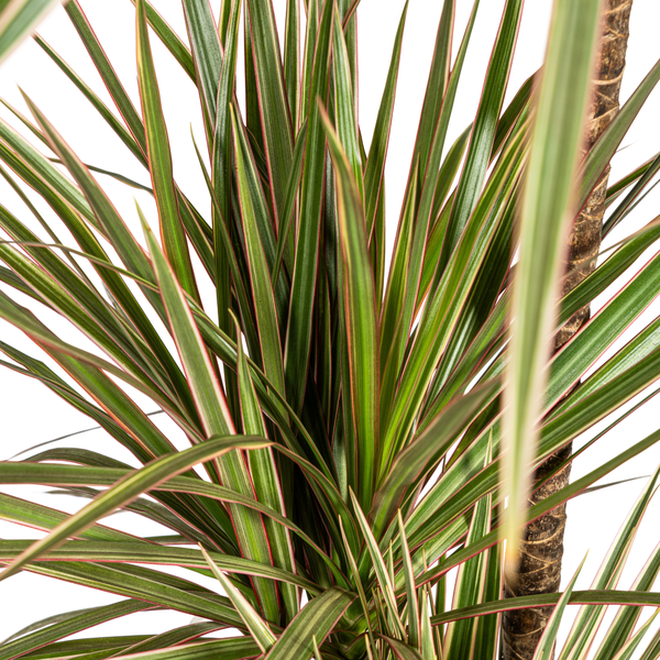 Dracaena Marginata Bicolor Ø21cm - ↕120cm