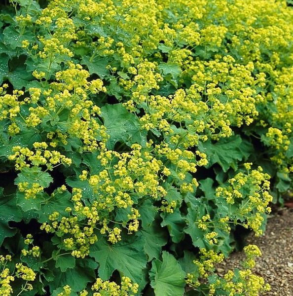 Alchemilla mollis - ↕10-25cm - Ø9cm - 12x