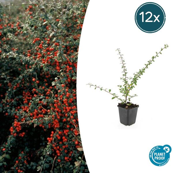 Cotoneaster suec. 'Coral Beauty' - ↕10-25cm - Ø9cm - 12x