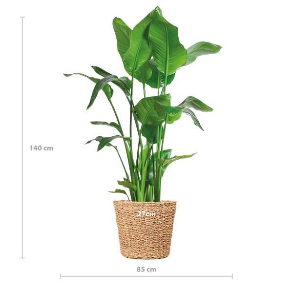 Strelitzia Nicolai XL met Torun mand - ↕140cm - Ø27cm