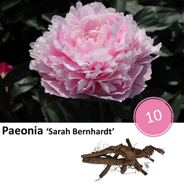 Pioenrozen - Paeonia ‘Sarah Bernhardt’  - 10x