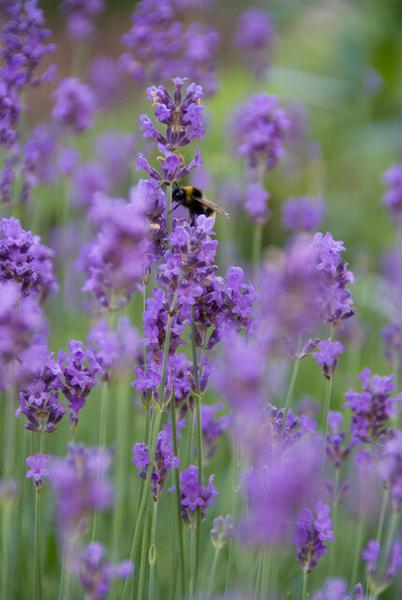 Lavandula Angustifolia 'Munstead' - ↕10-25cm - Ø9cm - 20x