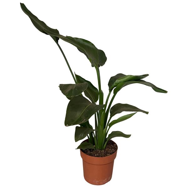 Strelitzia Nicolai - ↕65cm - Ø17cm