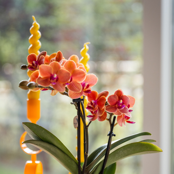 Kolibri Orchids | Oranje orchidee Bolzano + Star Fish sierpot - potmaat Ø9cm | bloeiende kamerplant - vers van de kweker