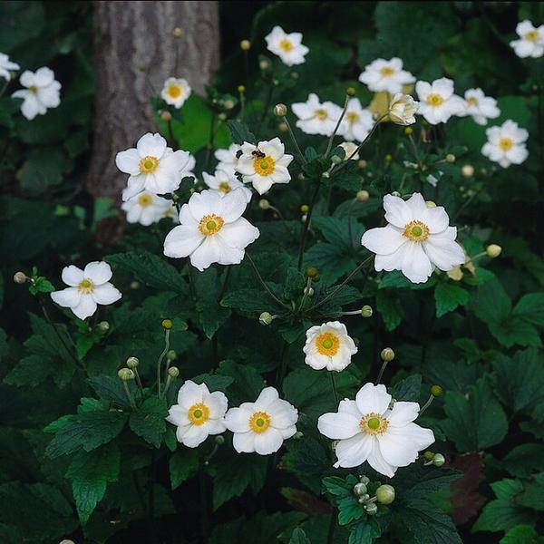 Anemone hyb. 'Honorine Jobert' - ↕10-25cm - Ø9cm - 12x