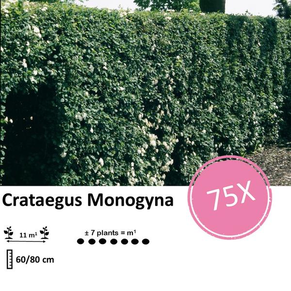 Crataegus Monogyna - Blote wortel - 60/80 - 75x