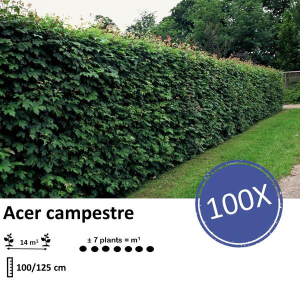 Acer campestre  - blote wortel - 100/125 - 100x