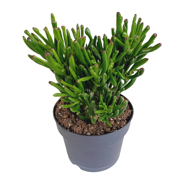 Crassula gollum ↕35cm - Ø17cm