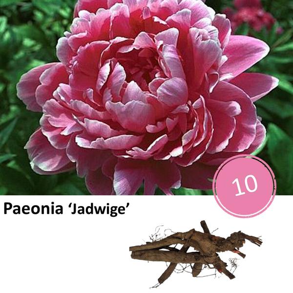 Pioenrozen - Paeonia 'Jadwige' - 10x