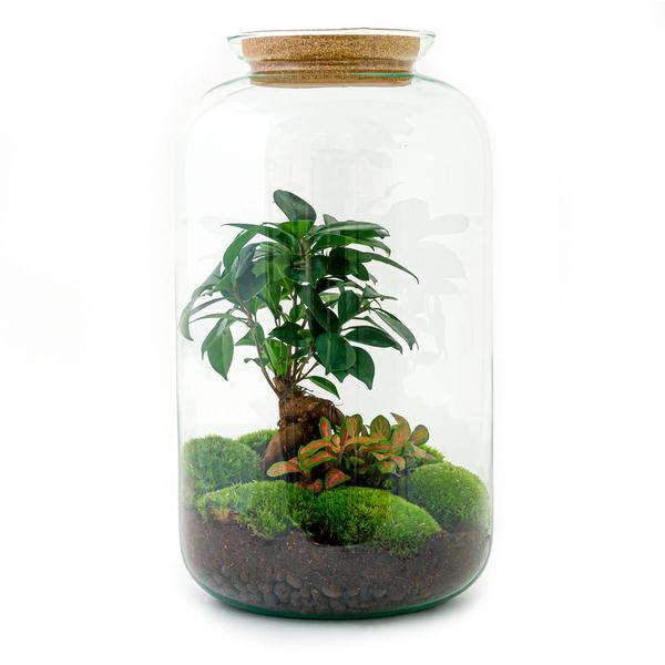 DIY terrarium - Sven Bonsai - ↕ 43 cm - Rake + Shovel + Tweezer + Scissors