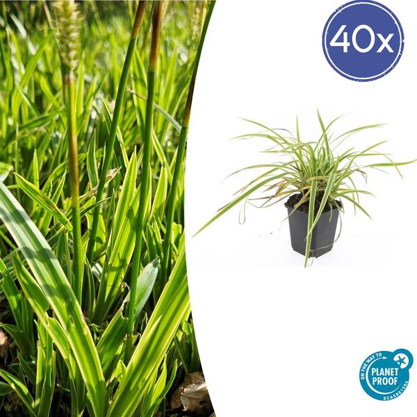 Carex morrowii 'Aureovariegata'  - ↕10-25cm - Ø9cm - 40x