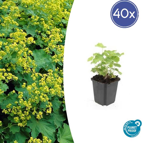 Alchemilla mollis - ↕10-25cm - Ø9cm - 40x