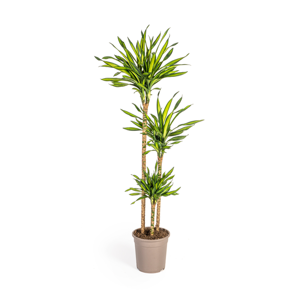 Dracaena Deremensis Rikki Ø24cm - ↕140cm