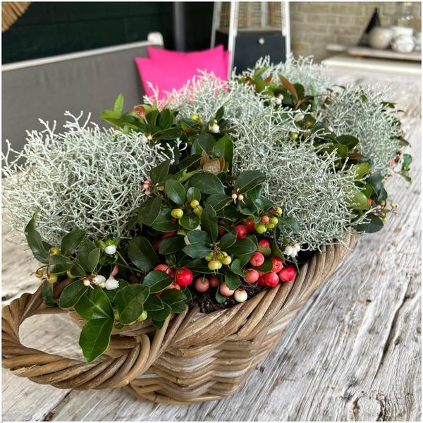 Winterwonderland mix set - 3 x Gaultheria + 3x Calocephalus - Ø 10 cm ↨ 15 cm